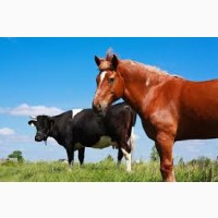 Закуповуєемо ВРХ: Корови Коні Бички Телиці Телята На Мясо На Тримання