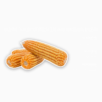 Продам кукурудзу 500 тонн, Вінницька обл, Вернигородок