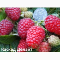 Саженцы сверхкрупноплодной малины Гордость России и другие сорта