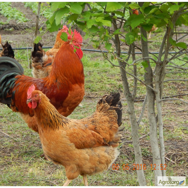 Продам цыплят подрощенных Кучинской юбилейной породы кур, Запорожская обл.,  Куры, цыплята — Agrotorg.Zp