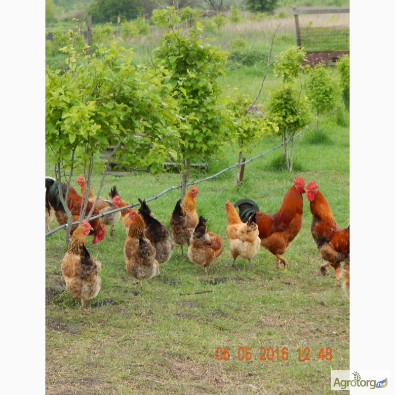 Фото 2. Продам цыплят подрощенных Кучинской юбилейной породы кур