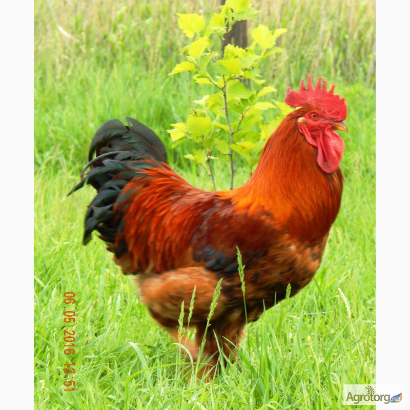 Продам цыплят подрощенных Кучинской юбилейной породы кур, Запорожская обл.,  Куры, цыплята — Agrotorg.Zp