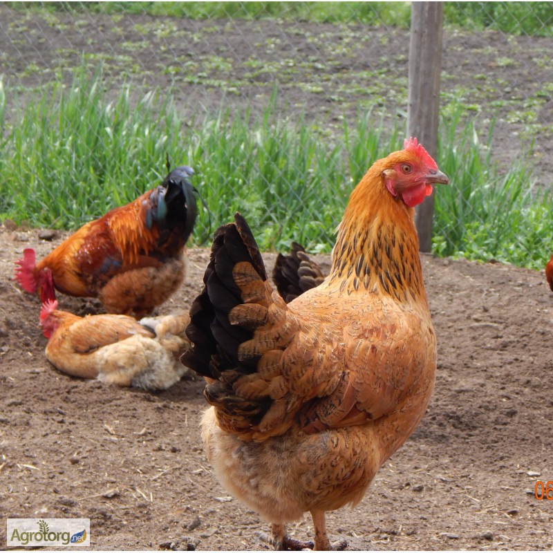 Фото 4. Продам цыплят подрощенных Кучинской юбилейной породы кур