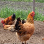 Продам цыплят подрощенных Кучинской юбилейной породы кур