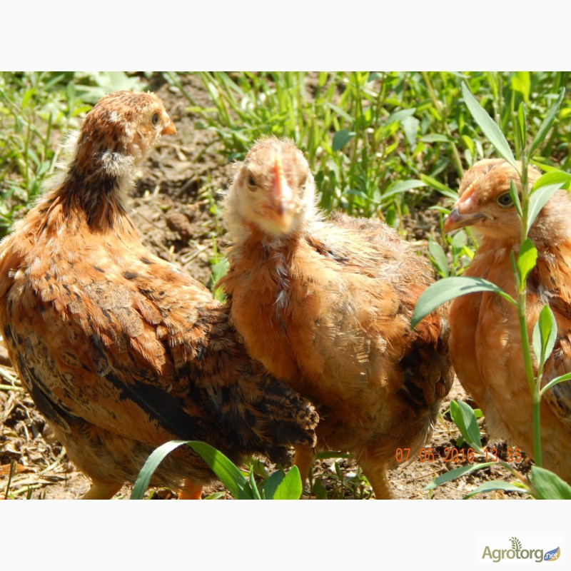 Фото 5. Продам цыплят подрощенных Кучинской юбилейной породы кур