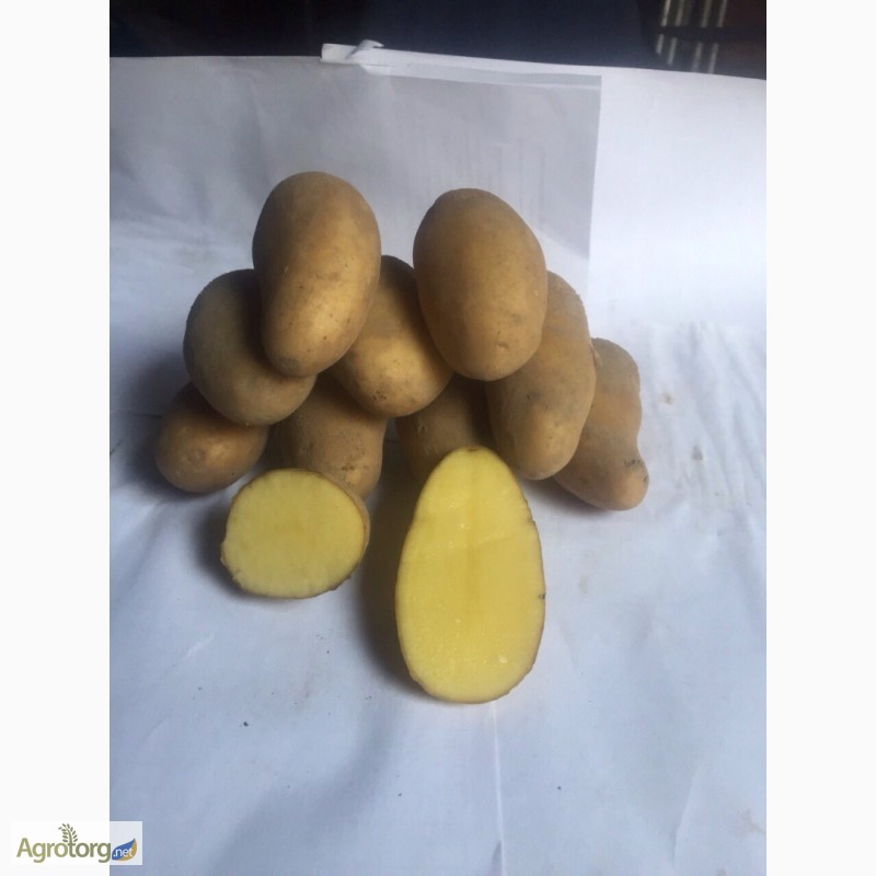 Фото 2. Продам картофель ВТОРАЯ РЕПРОДУКЦИЯ посадочный(семенной) и средний