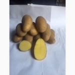Продам картофель ВТОРАЯ РЕПРОДУКЦИЯ посадочный(семенной) и средний