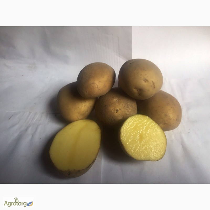 Фото 3. Продам картофель ВТОРАЯ РЕПРОДУКЦИЯ посадочный(семенной) и средний