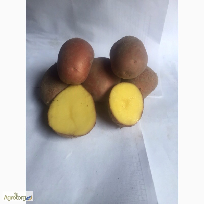 Фото 4. Продам картофель ВТОРАЯ РЕПРОДУКЦИЯ посадочный(семенной) и средний