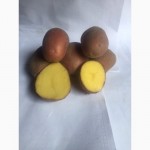 Продам картофель ВТОРАЯ РЕПРОДУКЦИЯ посадочный(семенной) и средний