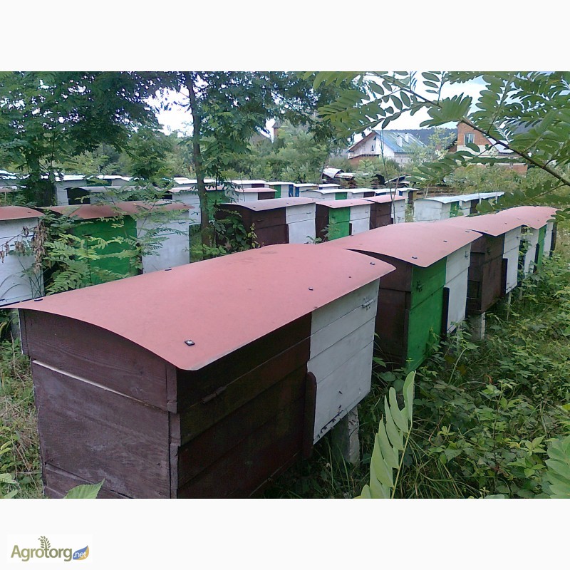 Фото 2. Пчелопакеты, бджолопакети можливо з доставкою