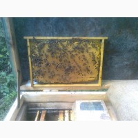 Пчелопакеты, бджолопакети можливо з доставкою