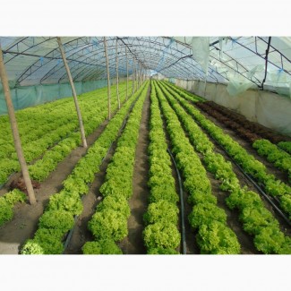 Продам салаты листовые зелёный Левистро и красный Кармези