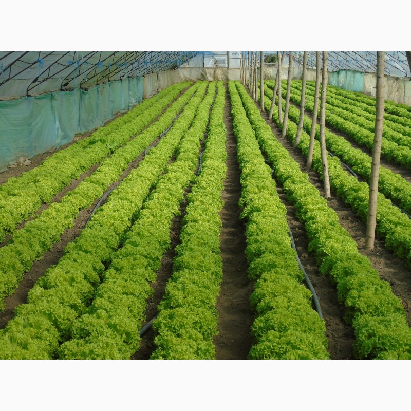 Фото 2. Продам салаты листовые зелёный Левистро и красный Кармези