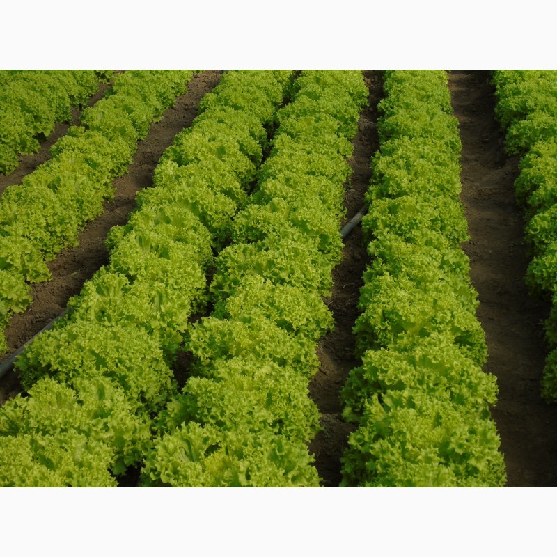 Фото 3. Продам салаты листовые зелёный Левистро и красный Кармези