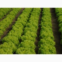 Продам салаты листовые зелёный Левистро и красный Кармези