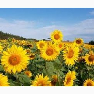 Продамо посівний матеріал гібриду соняшнику Українське сонечко (90-95 дн)