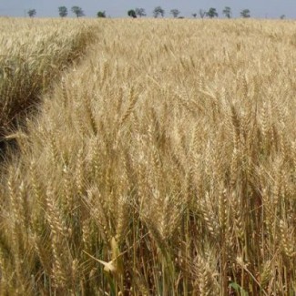 Продам насіння озимої м#039;якої пшениці Пандія