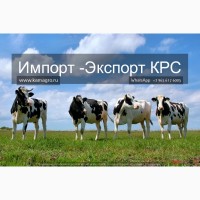 Компания КамАгро занимается продажей крупного рогатого скота по всей России, странам СНГ