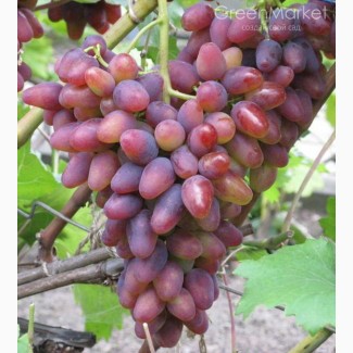 Продам виноград оптом на экспорт