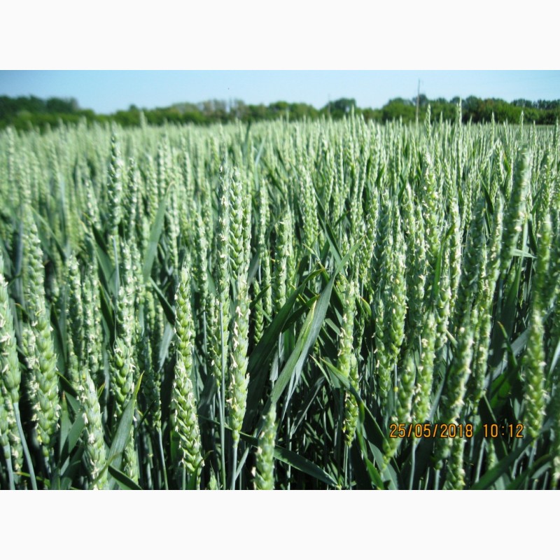 Фото 4. РУМОР (ШТРУБЕ, Німеччина) актуальний сорт ранньої озимої пшениці, інтенсивного типу