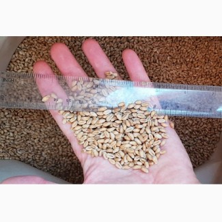 Семена пшеницы сорт FOX мягкий канадский трансгенный сорт двуручки (элита)