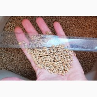 Семена пшеницы сорт FOX мягкий канадский трансгенный сорт двуручки (элита)