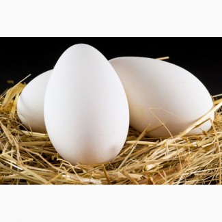 Продаємо інкубаційні яйця гусей породи Велика сіра