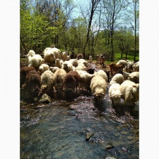 Продаються вівці з ягнятами та кози з козенятами