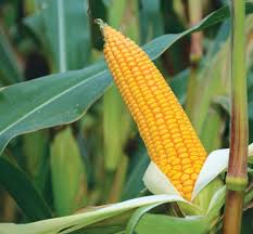 Фото 3. Закупка кукурузы. Крупный опт