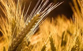 Фото 3. Покупаем пшеницу.Возможен вывоз авто.Новый Урожай