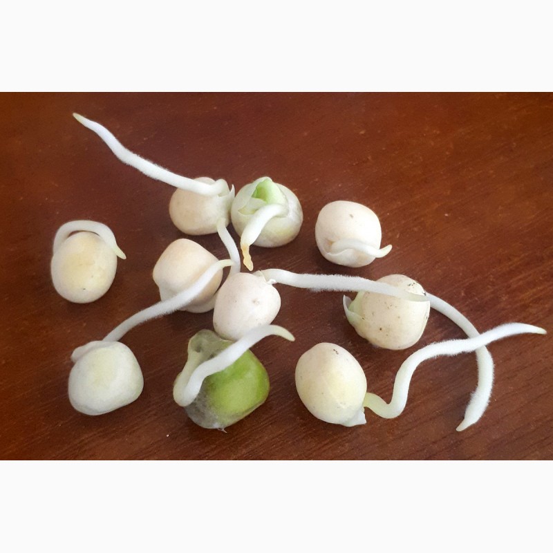 Фото 7. Продам семена озимого гороха, сорт Мороз
