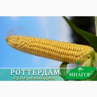 Насіння ультроранней цукрової кукурудзи Роттердам F1 від Мнагор (аналог Спіріт)