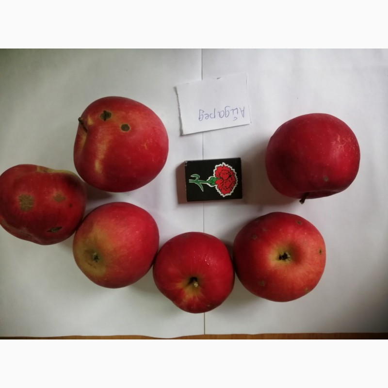 Фото 4. Срочно продам яблоки разных сортов и сок натуральнный от производителя