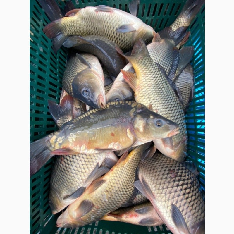 Продам живая рыба. Живой Карп в Ашане. Карп пруд серебристый. Перекресток Живая рыба Карп. Карп живой, вес.
