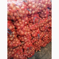 Продам лук Медуза урожай 2021 Украина