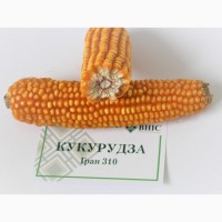 Насіння кукурудза Гран 310 ВНІС