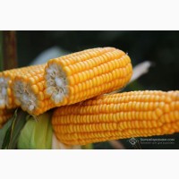 РУНІ насіння кукурудзи ФАО 320