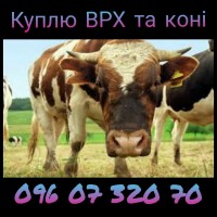 Куплю ВРХ, корови та коні по всій Україні