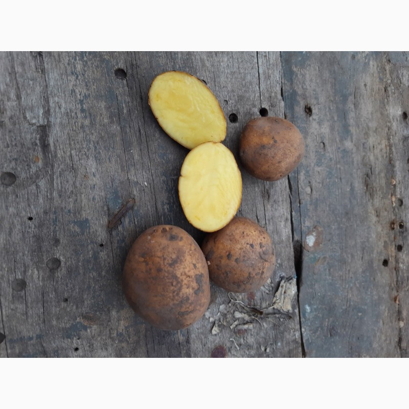 Продам посадочную картошку Сорт конект Картофель