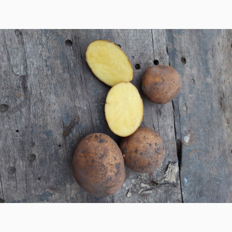 Фото 2. Продам посадочную картошку Сорт конект Картофель