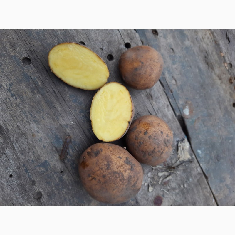 Фото 3. Продам посадочную картошку Сорт конект Картофель