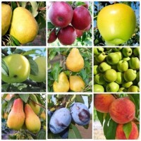 Продам саджанці плодових дерев та кущів (предзамовлення на осінь)