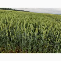 Насіння пшениці Самурай потенціал 120 цга