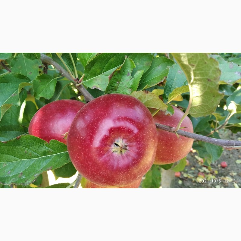Фото 14. Продам яблоки