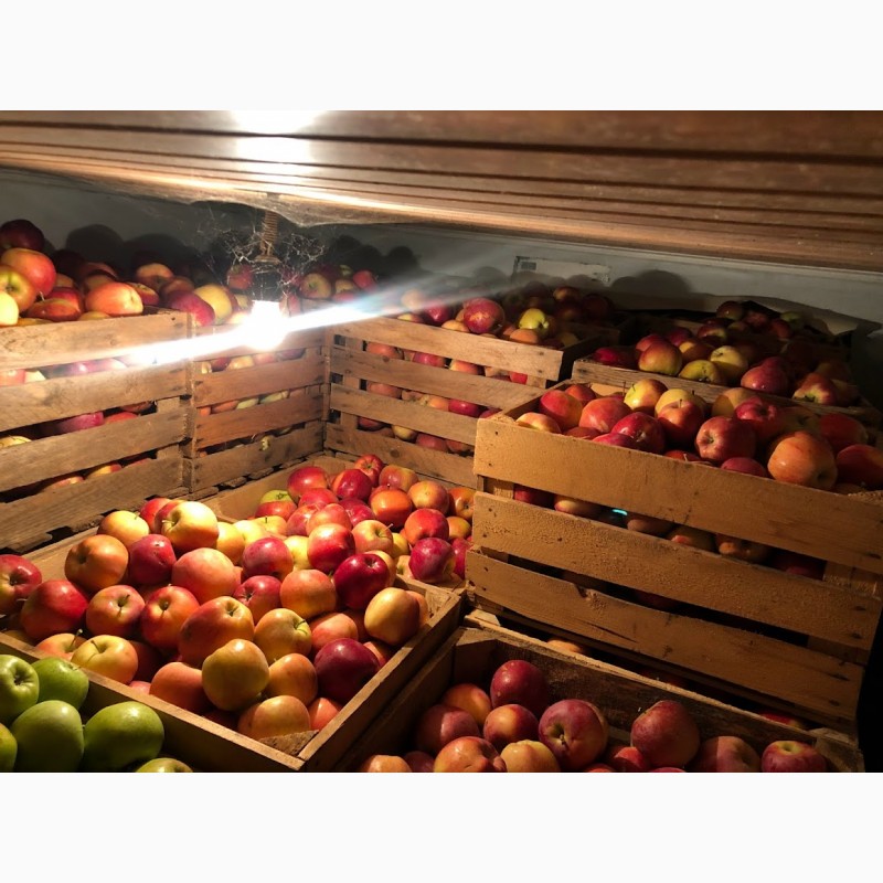 Фото 10. Продам яблоки разных сортов