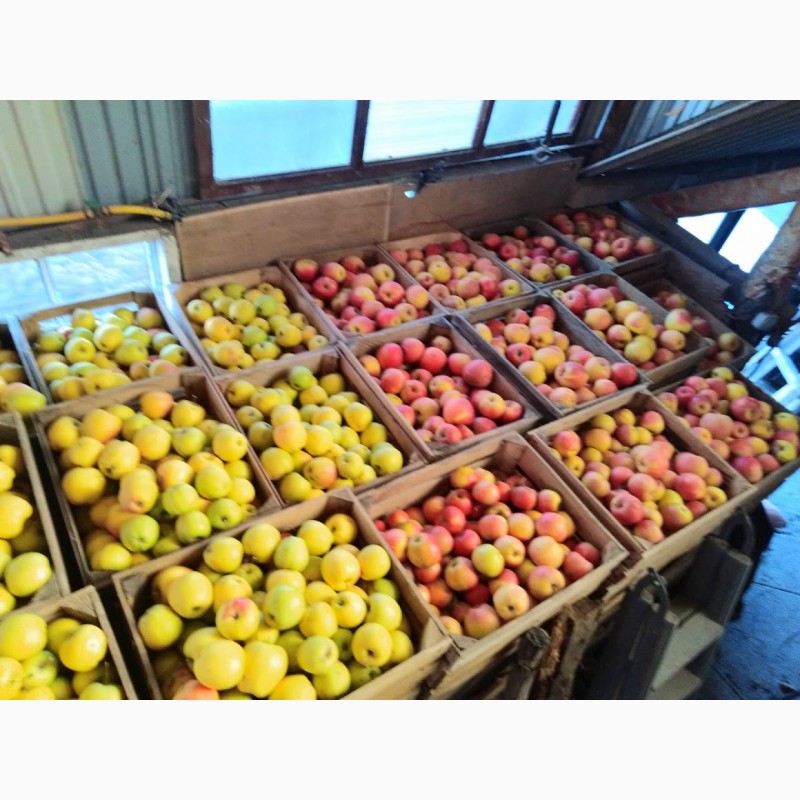 Фото 6. Продам яблоки разных сортов