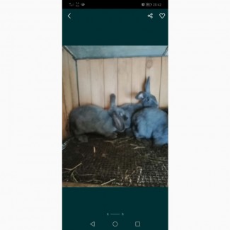 Продаж кролів ( м ясні породи)