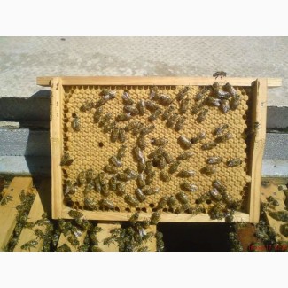 Продам Бджоломатки карніка зимувальні