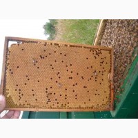 Продам Бджоломатки карніка зимувальні